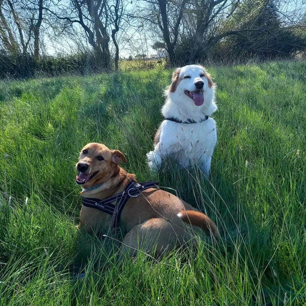 Dois cães na grama alta, o branco sentado de boca aberta e o caramelo deitado de peitoral, sob o sol