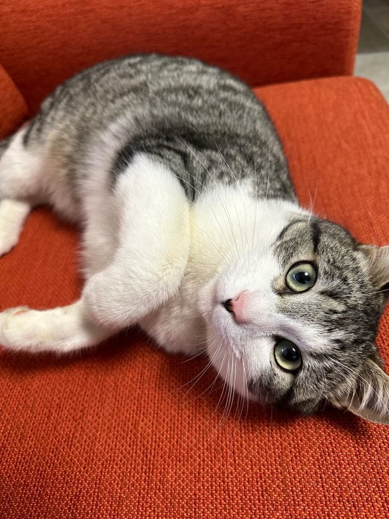 Gato cinza e branco deitado de lado num sofá laranja, olhando para a câmera
