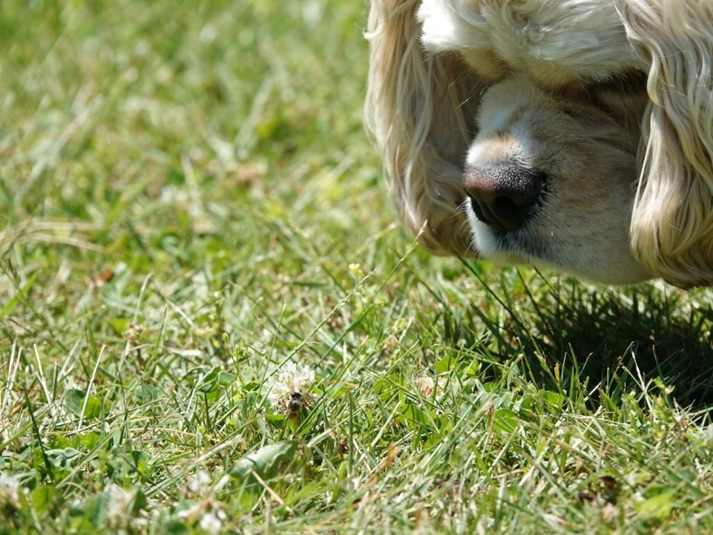 Cocker spaniel cheirando um trevo na grama