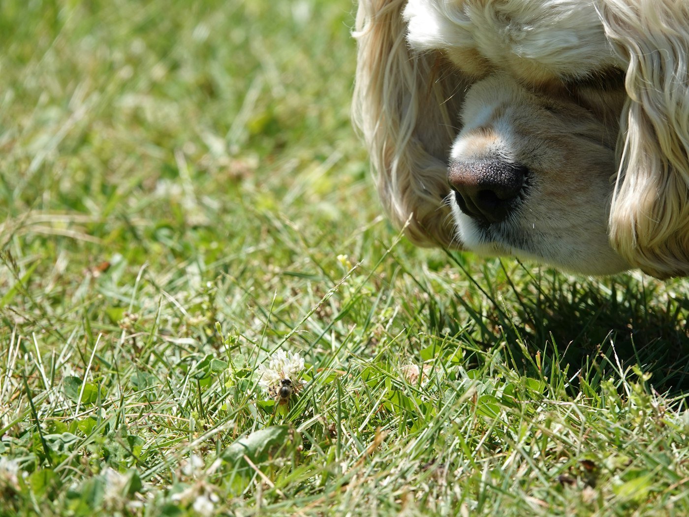 Cocker spaniel cheirando um trevo na grama