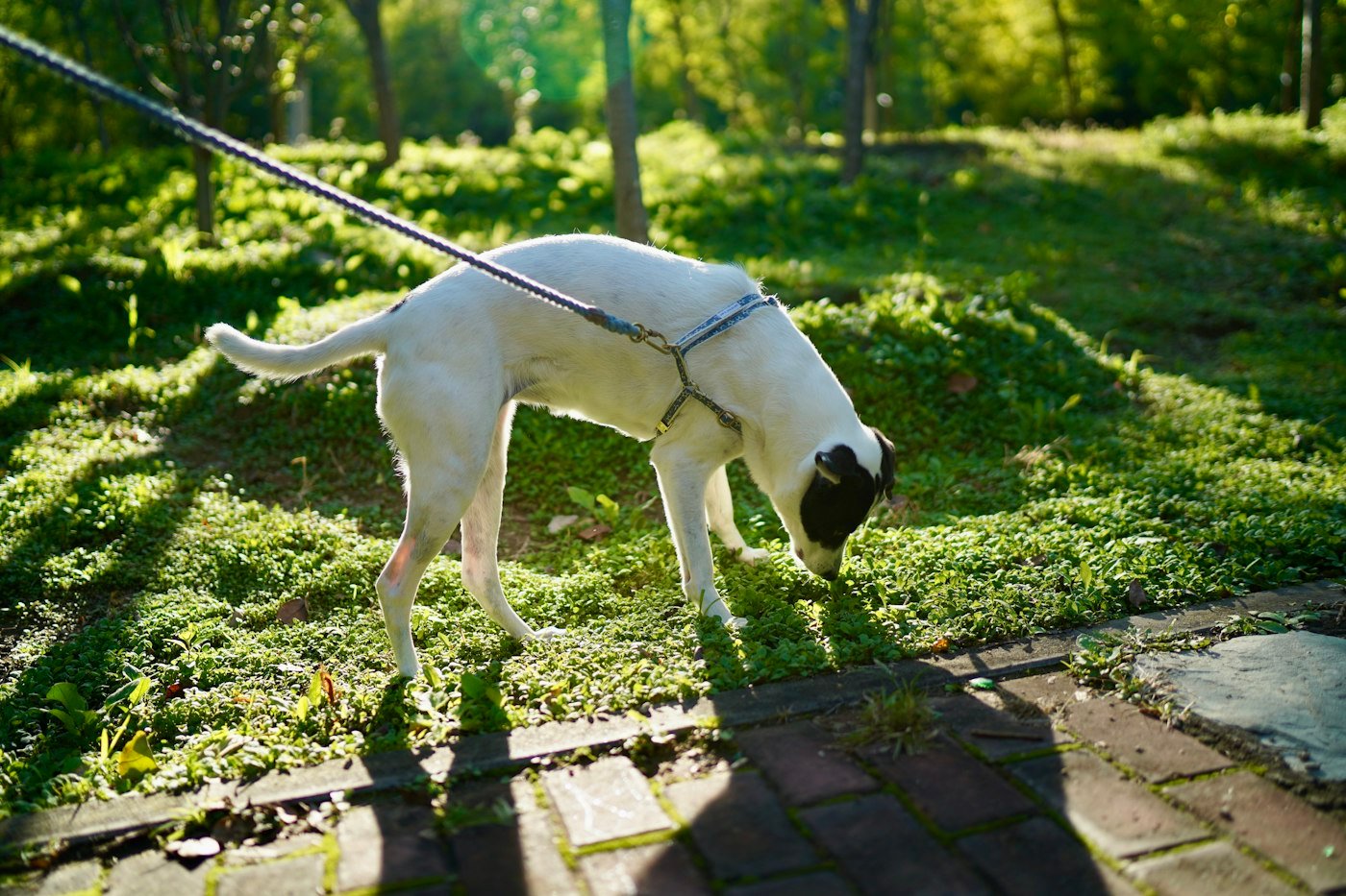 Cão branco de guia cheirando a grama