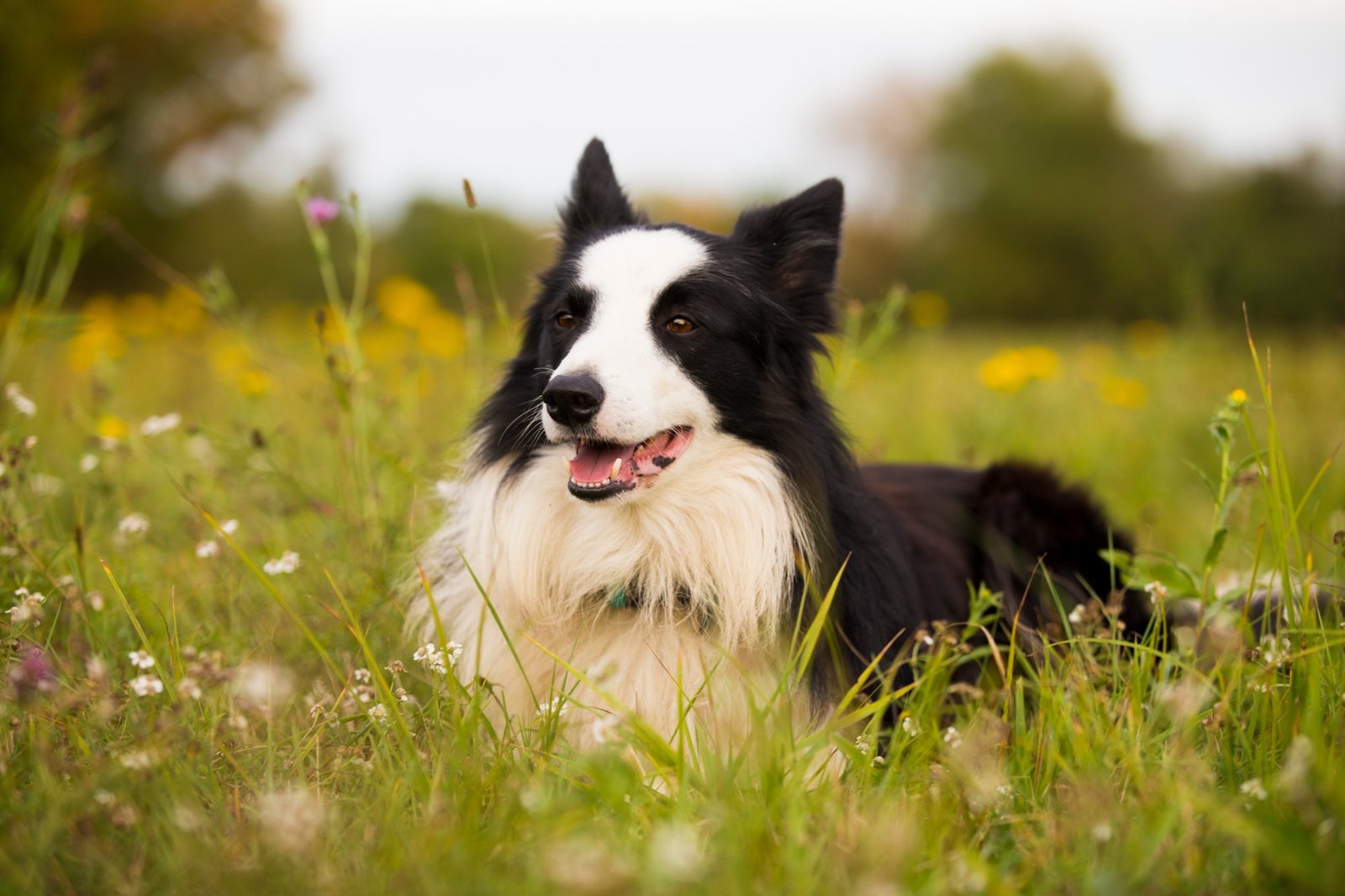 Border collie preto e branco deitado em um prado com flores