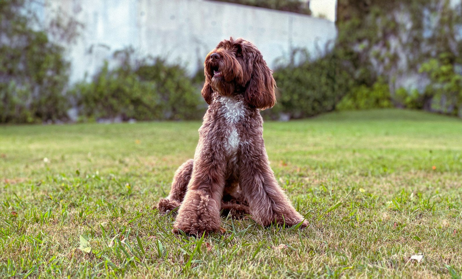 Cão marrom sentado na grama olhando para cima