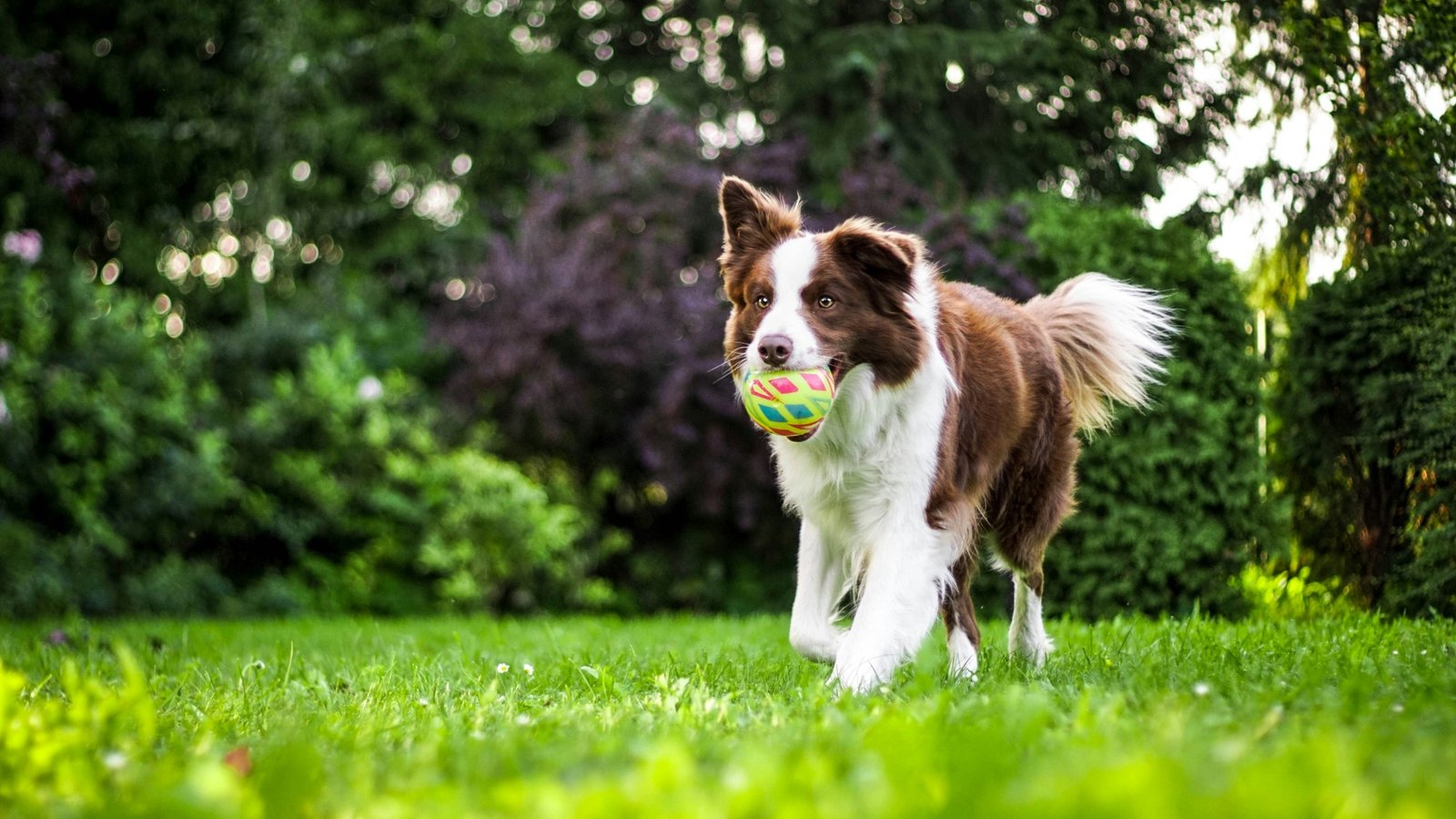 Border collie marrom e branco correndo na grama com uma bolinha na boca