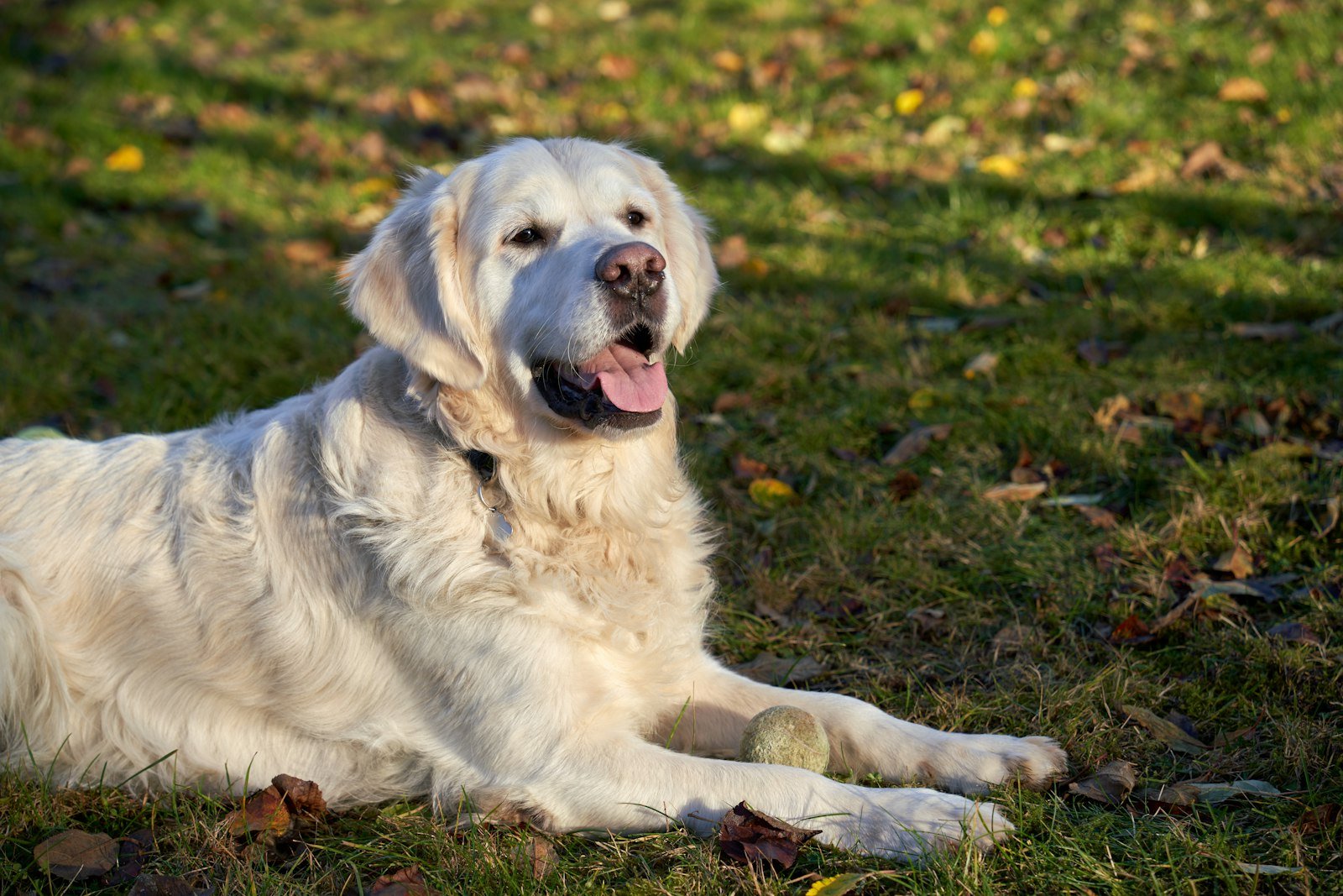 Golden retriever claro deitado na grama com uma bolinha de tênis entre as patas