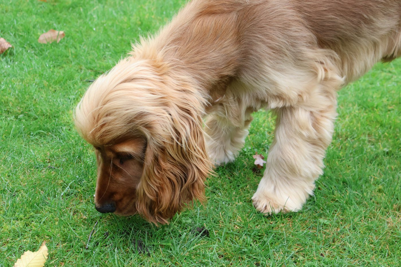 Cocker spaniel dourado cheirando a grama