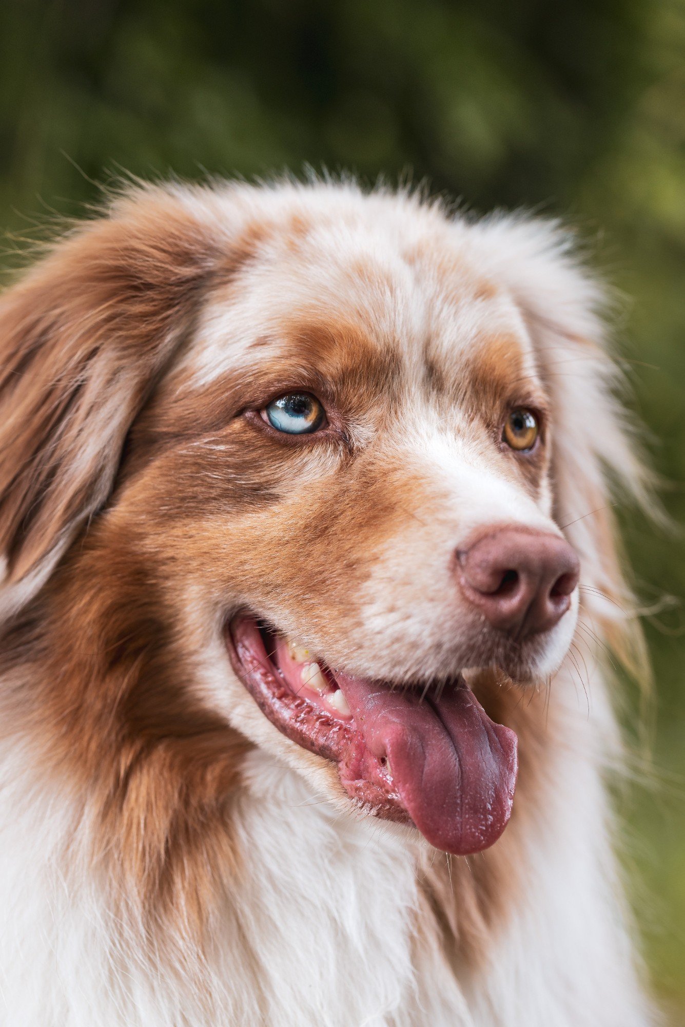 Cão de olhos azul e âmbar olhando para o lado